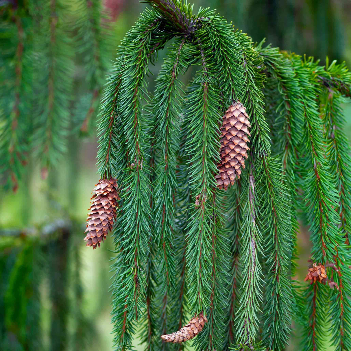 A close-up of weeping spruce branches with hanging pinecones and deep green needles.