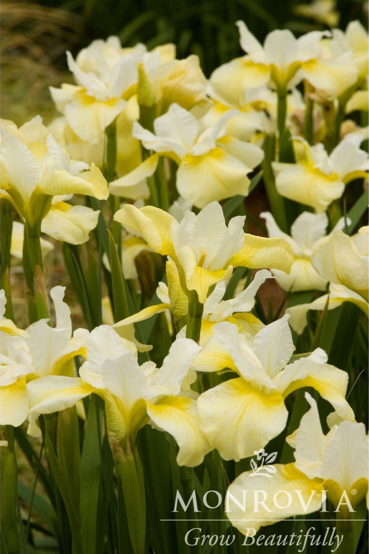 Cluster of White and Yellow flowers of the Butter and Sugar Siberian Iris.