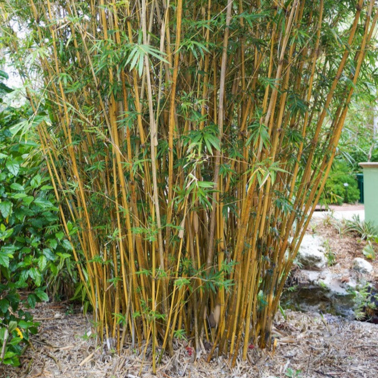 Cluster of white golden bamboo growing in a mulch bed near coy pond.