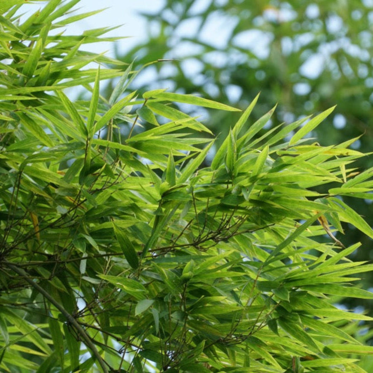 Foliage of golden goddess bamboo.