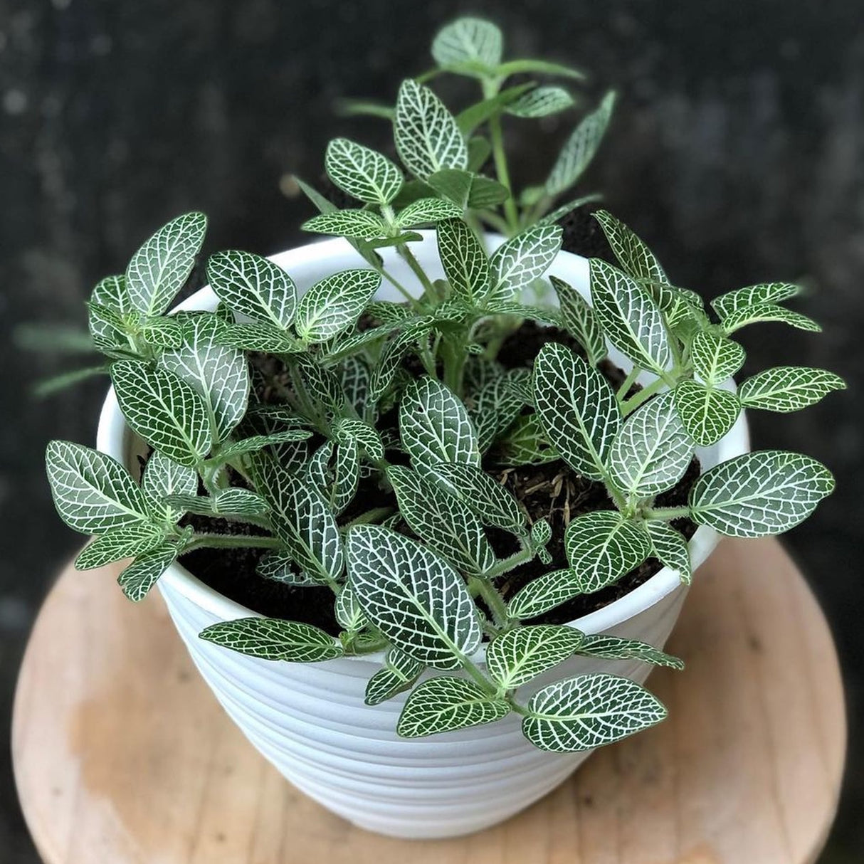 Fittonia white nerve houseplant in white planter on wooden stool.