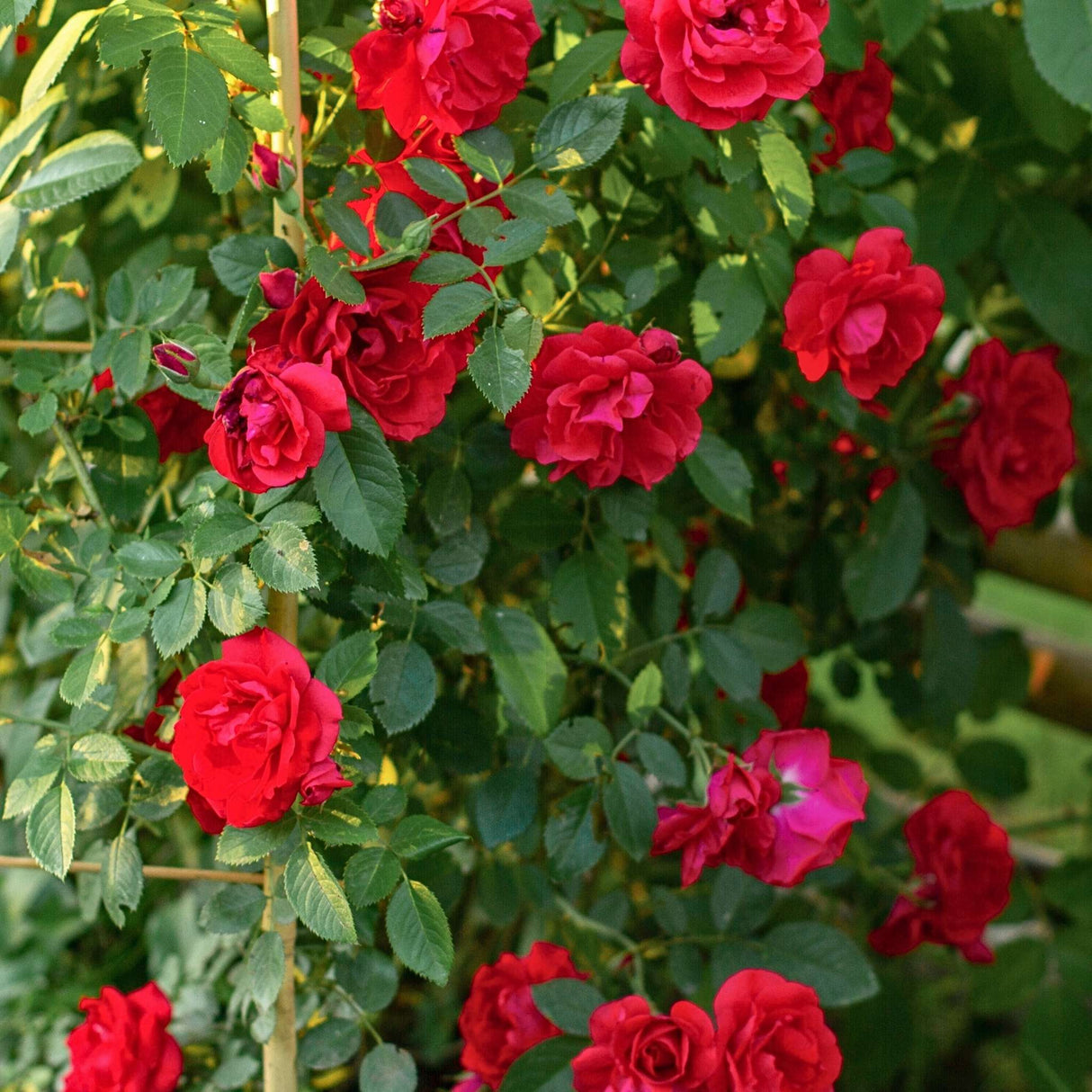 Winner's circle climbing rose on a ladder trellis along a fence line.