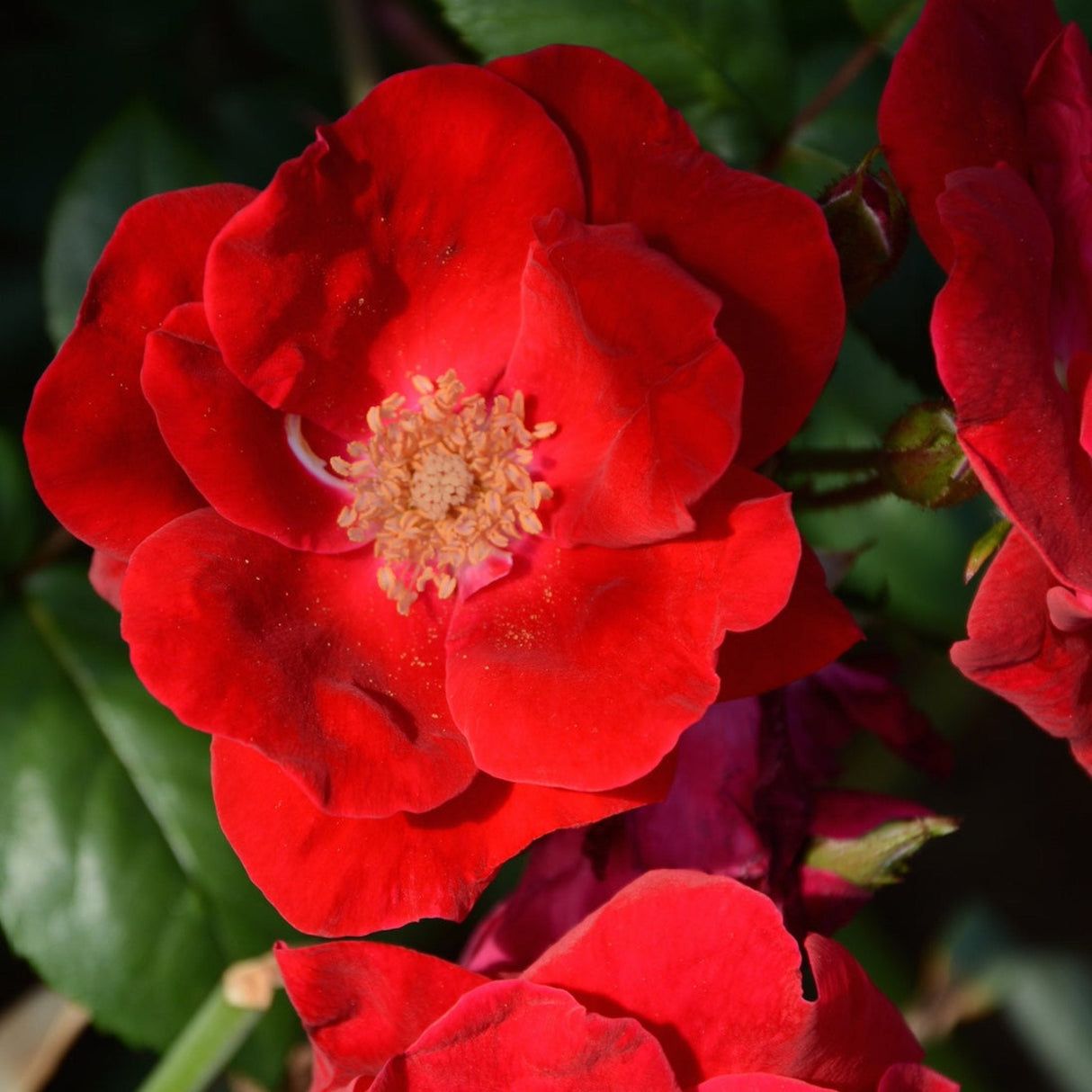 close up of a flower from the winner's circle climbing rose plant showing its semi-double red petals.