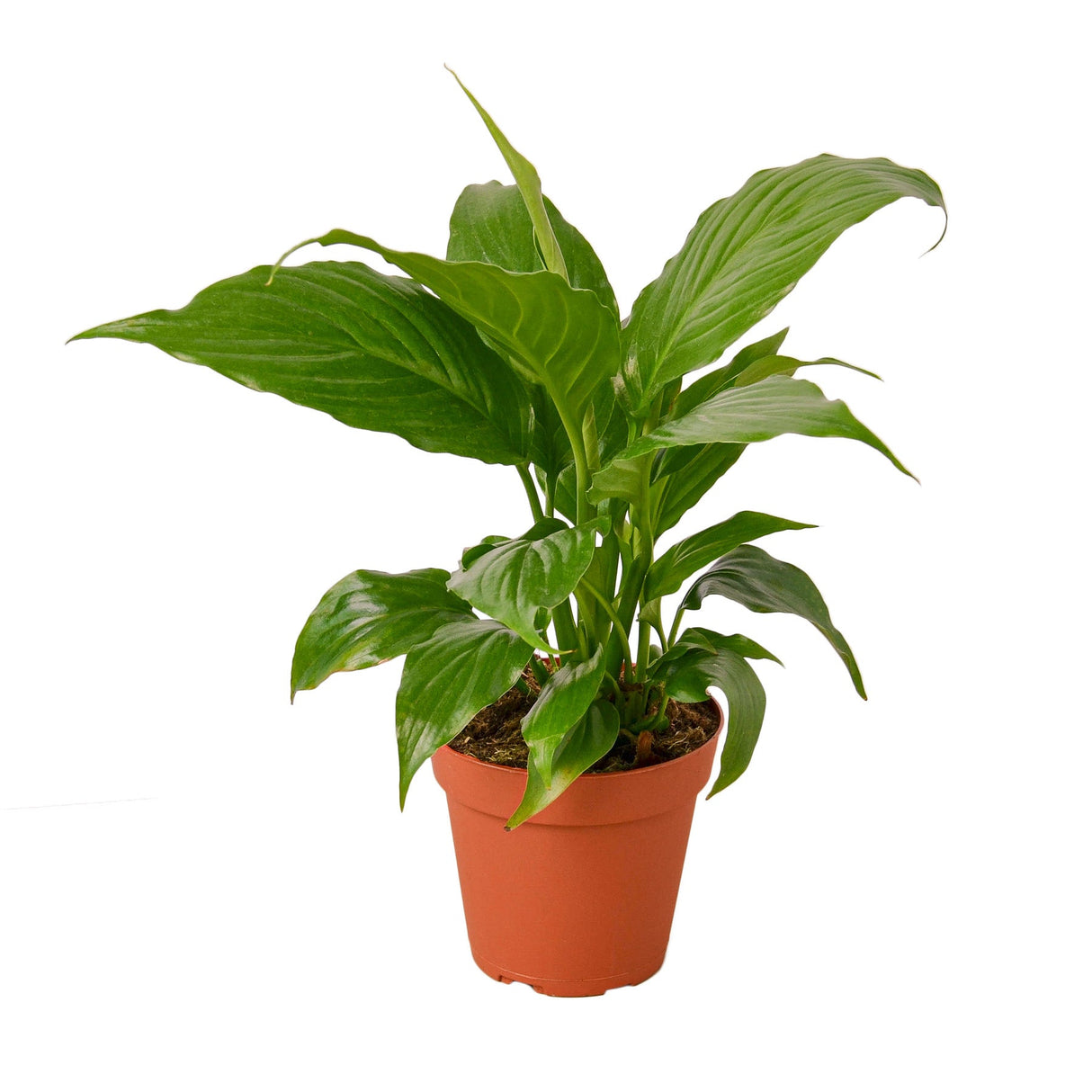 small peace lily houseplant in nursery pot on white background
