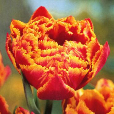 Beautiful flower bloom with tones of red throughout the petal, and the tips accented with a frayed yellow orange color for deep contrast effect, grown from one of the NationwidePlants.com popular flowering bulbs.