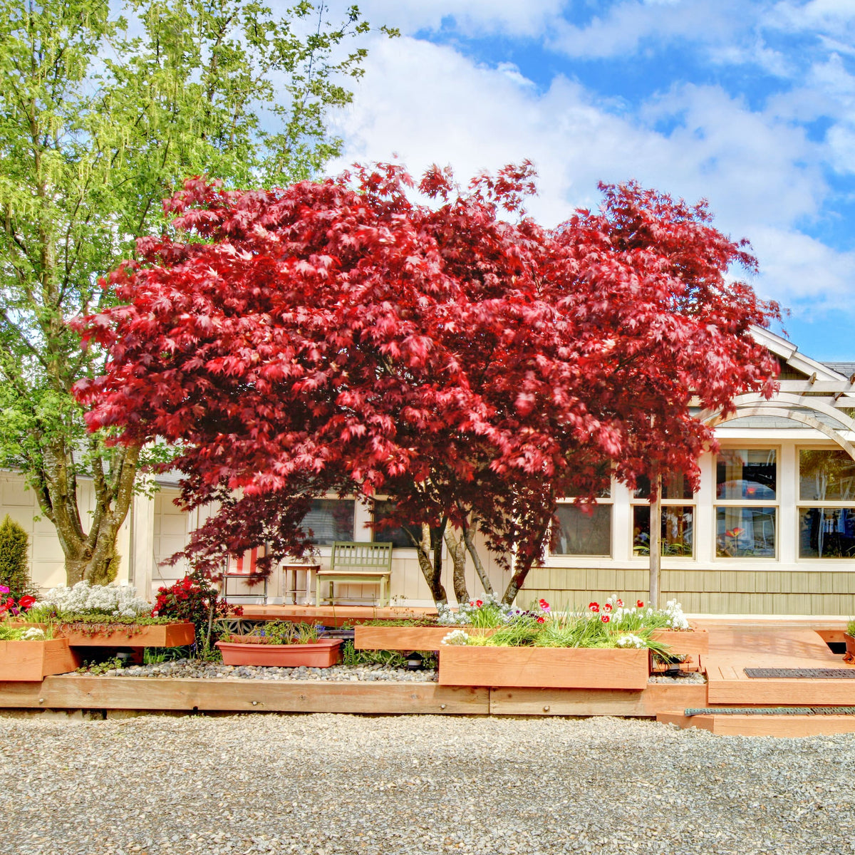 Best Trees for Fall Foliage & Blooms | Maples, Camellias & More