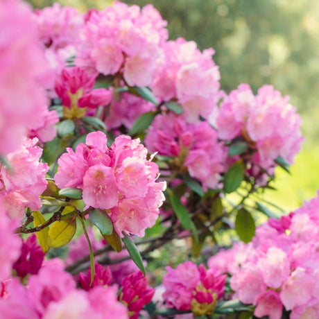 Clusters of bright pink rhododendron flowers with dark green leaves in soft, natural sunlight.