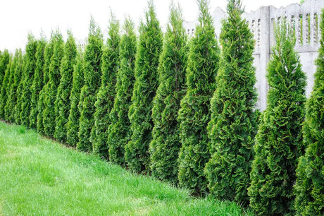 Fast Growing Evergreen Trees