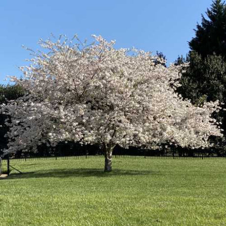 Vibrant Flowering Trees