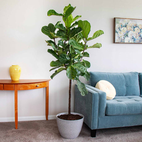 Houseplants- Indoor Trees & Plants