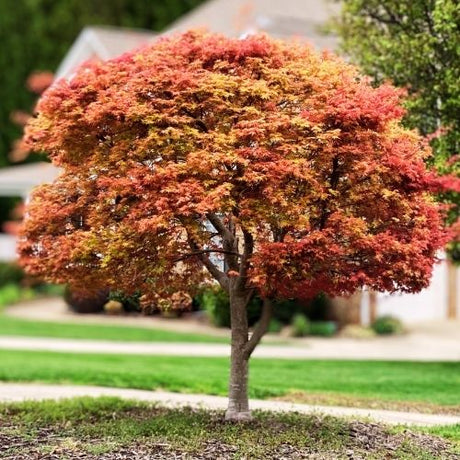 Fast Growing Shade Trees