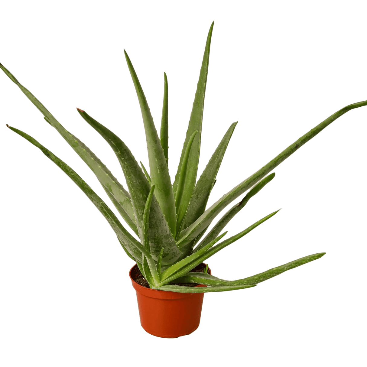 white aloe vera live plant Aloe Vera