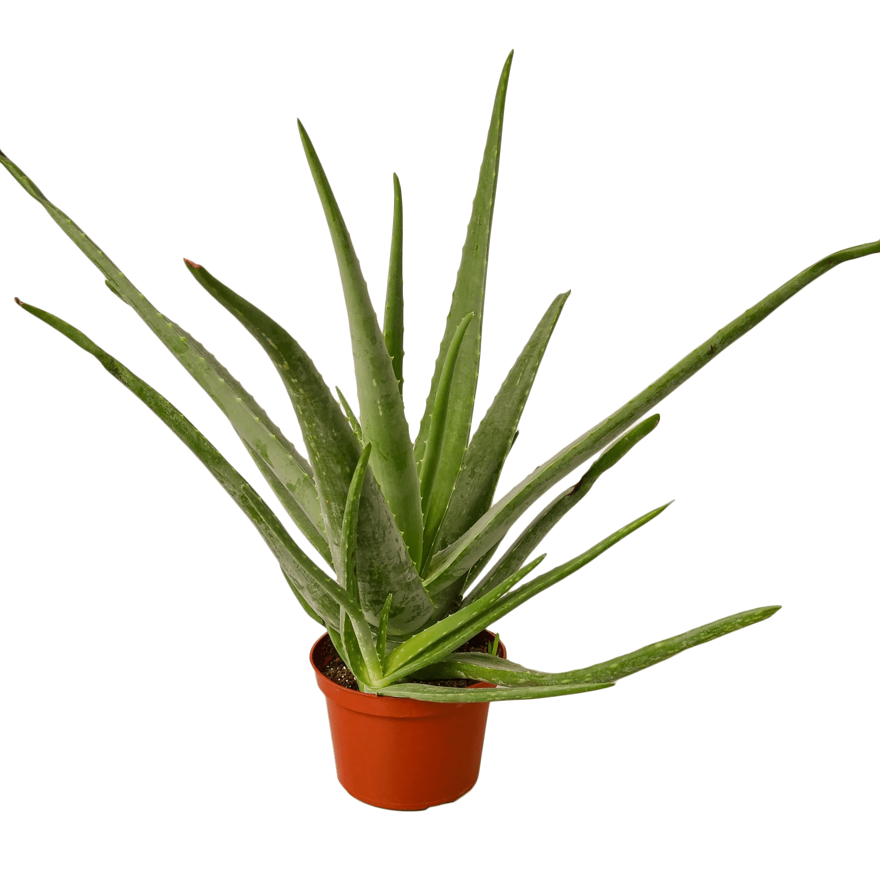 aloe vera plants large The Snobby Leaf | Aloe Vera - 6 inch Pot