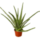 Large aloe vera plant in nursery planter