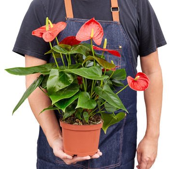 anthurium andraeanum red Anthurium 'Red' Houseplant