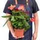 Anthurium 'Red' Houseplant
