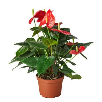 anthurium andreanum toxicité Anthurium 'Red' Houseplant