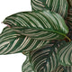 Beautiful mature foliage of the calathea Ornata houseplant, showcasing the deep green leaves with powerful light pink pinstripes.