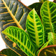 Vibrant foliage of the Croton Petra houseplant, showcasing the contrasting colors of the leaves and veins. The mature leaves are primarily deep green with yellow veining. The edges are yellow with red bleeding through, and there are subtle red speckles along the yellow veining. The new growth is bright green with bright yellow veining, and there is no noticeable red on these leaves.