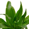 Dracaena Janet Craig houseplant close up of the foliage on white background