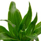 Dracaena Janet Craig houseplant close up of the foliage on white background