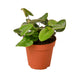 Fern Heart Houseplant in 4 inch nursery planter on white background