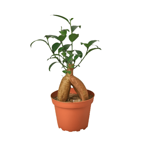 bonsai tree ficus ginseng Ficus Ginseng