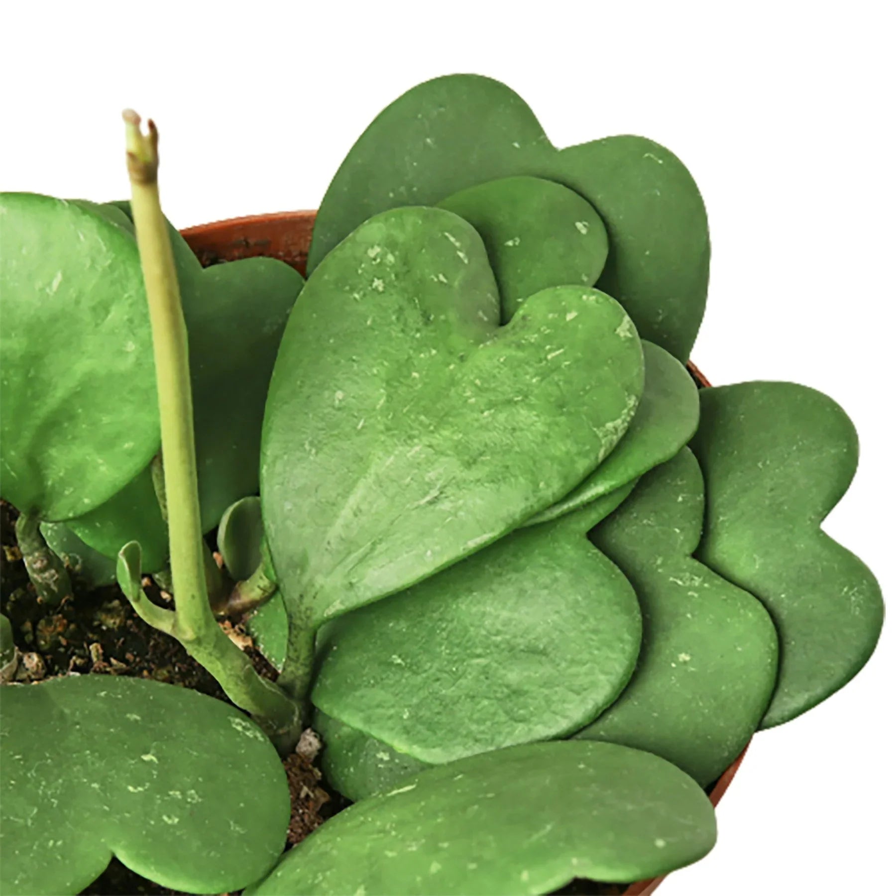 Nationwide Plants Hoya Sweetheart - Thumbnail 3