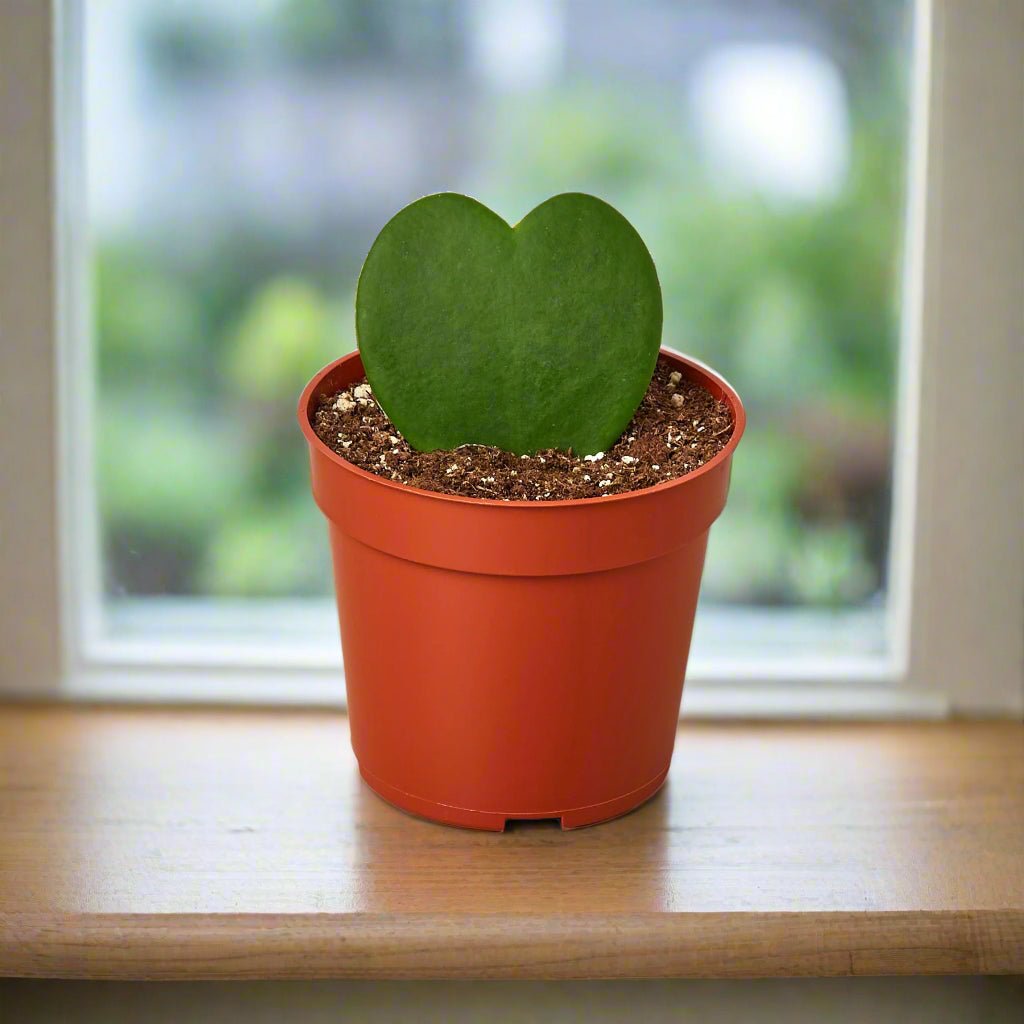 money plant heart shaped leaves The Snobby Leaf | Hoya Sweetheart - 4 inch Pot