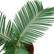 Close-up of sago palm leaves, showing their deep green, feathery texture.