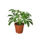 Schefflera Arboricola, dwarf umbrella tree in a small nursery planter on white background