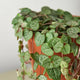 String of Hearts in a terracotta pot with thick, trailing vines on a light background.