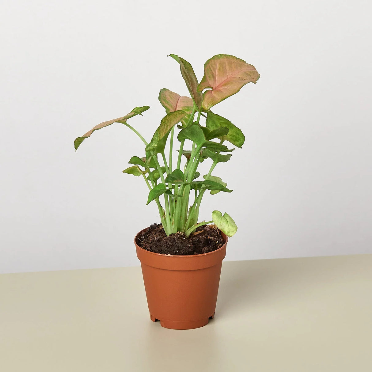 Strawberry Syngonium Pink Houseplant in nursery planter.