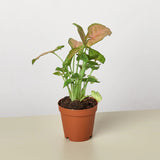 Strawberry Syngonium Pink Houseplant in nursery planter.
