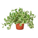 Pothos N'Joy Houseplant