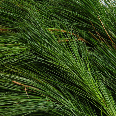 Close up of fresh white pine needles on the winter garland. They are deep green in this image with some of the brown stem showing through.