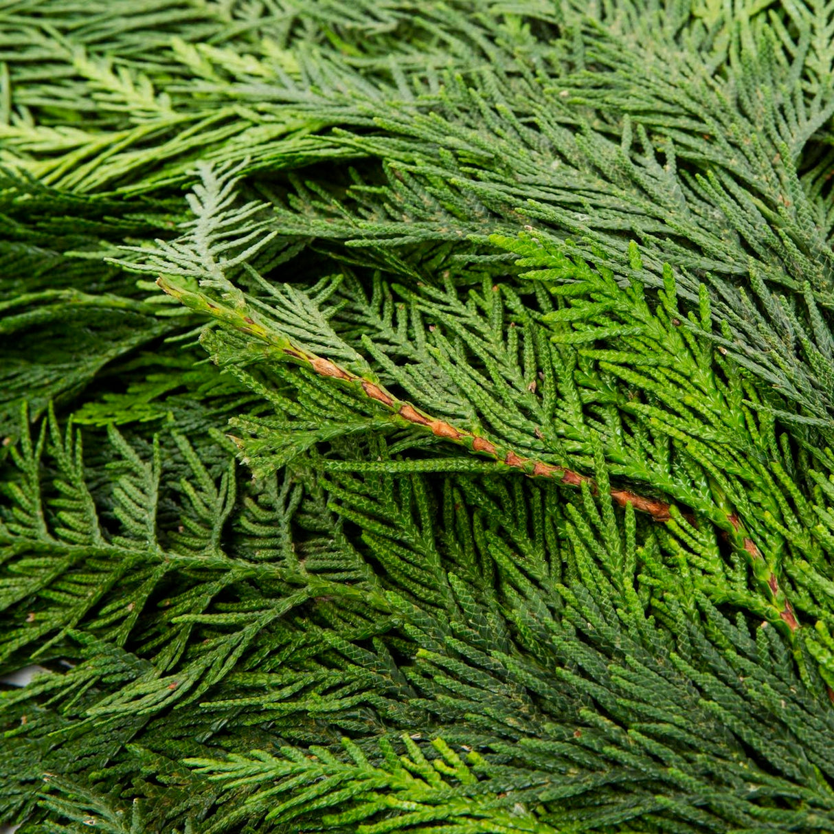 Holiday Bough Bundles - NationwidePlants.com  