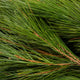Holiday Bough Bundles - NationwidePlants.com  
