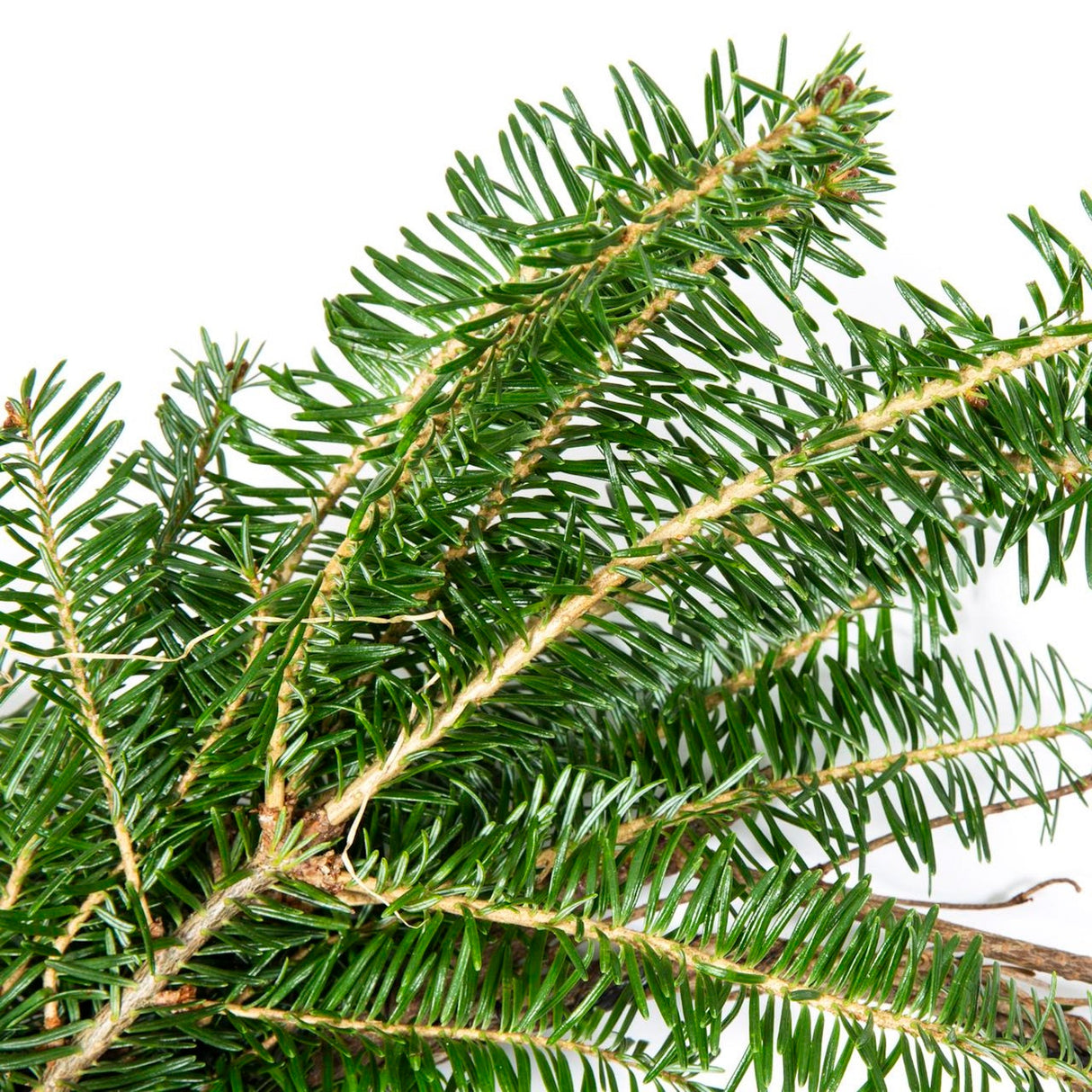 Holiday Bough Bundles - NationwidePlants.com  