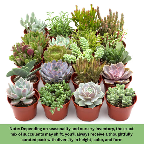 20-pack cactus and succulent blend with diversity in size shape and color ready to create an incredible display note about the exact varieties shifting based on seasonality and nursery inventory..
