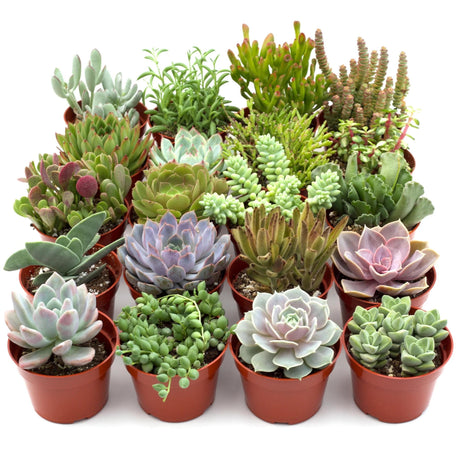 20-pack cactus and succulent blend with diversity in size shape and color ready to create an incredible display.