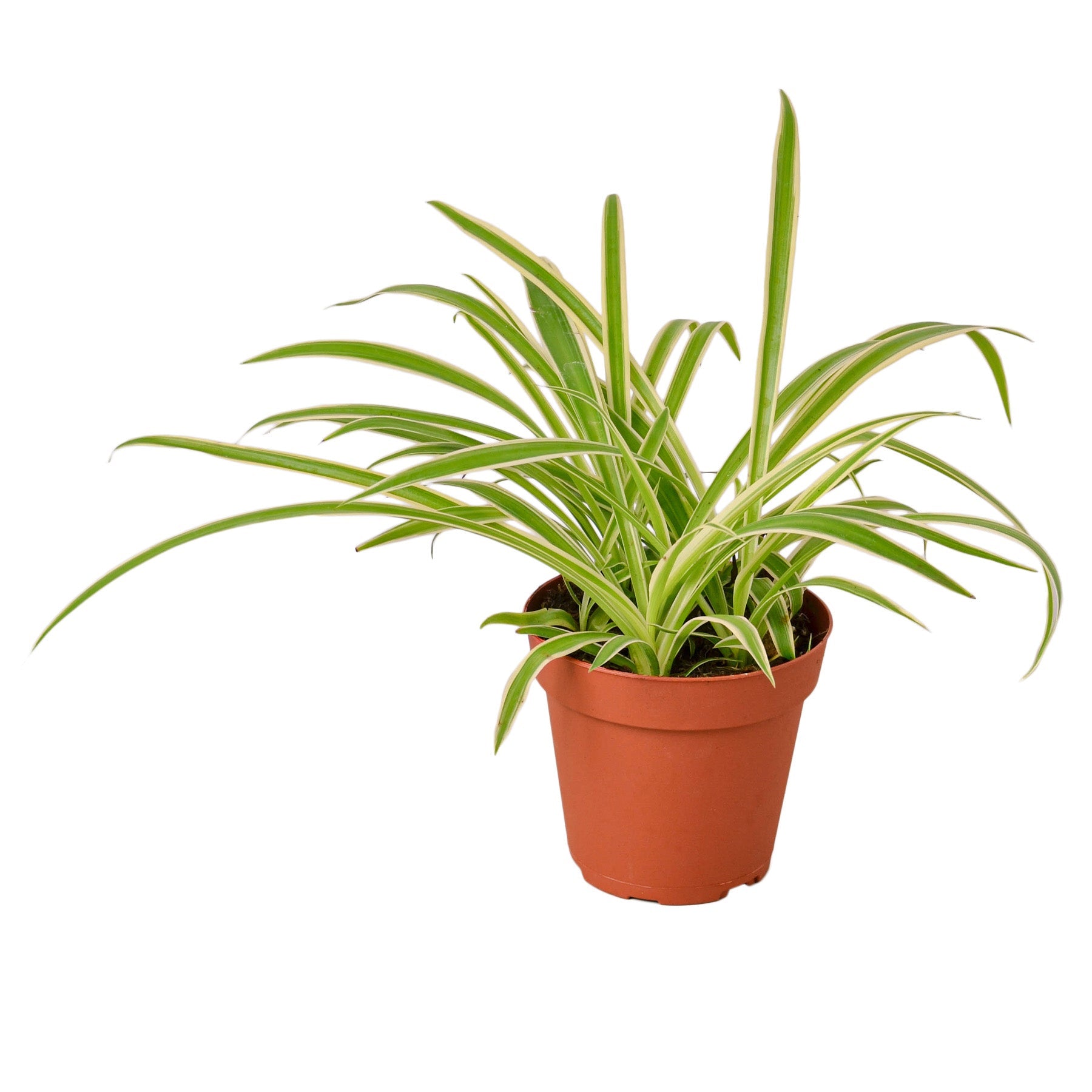 Nationwide Plants Spider Plant - Thumbnail 5