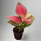 Mini Chinese evergreen, lady valentine houseplant in a 2 inch pot featured on neutral grey and white background. 