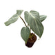 Houseplant philodendron gloriosum houseplant in 2 inch nursery planter.