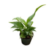 Spathiphyllum Domino Variegated Peace Lily in 2-inch nursery planter on white background