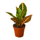Codiadeum variegatum croton petra houseplant  in 3 inch planter on white background