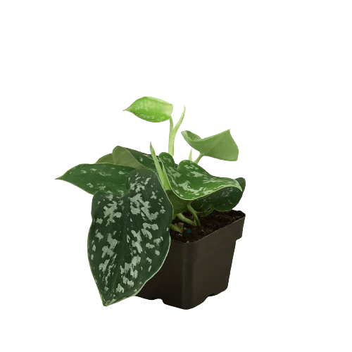 satin pothos black leaves Satin Pothos