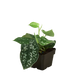 Satin Pothos houseplant in 3 inch nursery planter