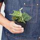 Satin Pothos houseplant in 3 inch nursery planter being held by person in denim apron