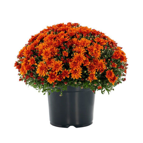 Orange Chrysanthemums, burnt orange shades in the center with a brighter and more vibrant orange at the tips of the mum's petals, growing in a black pot.